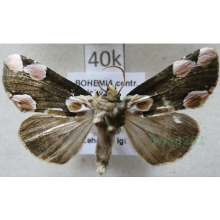 Thyatira batis (Linnaeus, 1758) Plamówka malinówka Czech40k